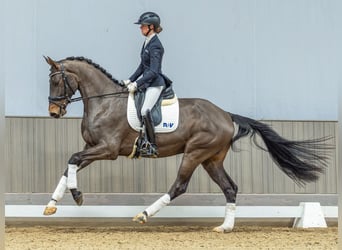 Caballo de deporte alemán, Caballo castrado, 4 años, 172 cm, Morcillo