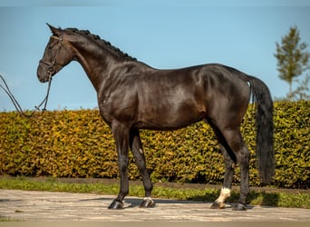 Caballo de deporte alemán, Caballo castrado, 4 años, 172 cm, Negro