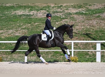 Caballo de deporte alemán, Caballo castrado, 4 años, 172 cm, Negro