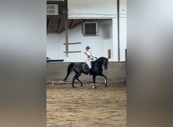 Caballo de deporte alemán, Caballo castrado, 4 años, 172 cm, Negro