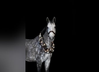 Caballo de deporte alemán, Caballo castrado, 4 años, 172 cm, Tordo