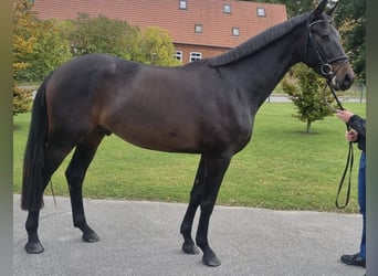 Caballo de deporte alemán, Caballo castrado, 4 años, 173 cm, Morcillo