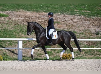 Caballo de deporte alemán, Caballo castrado, 4 años, 173 cm, Negro