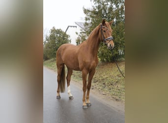 Warmblood británico en venta: Encuentre su caballo hoy