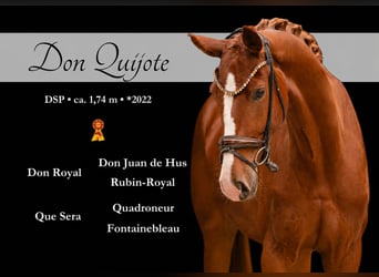 Caballo de deporte alemán, Caballo castrado, 4 años, 174 cm, Alazán