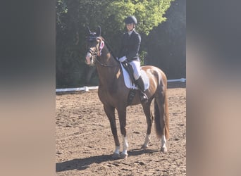 Caballo de deporte alemán, Caballo castrado, 4 años, 174 cm, Alazán-tostado