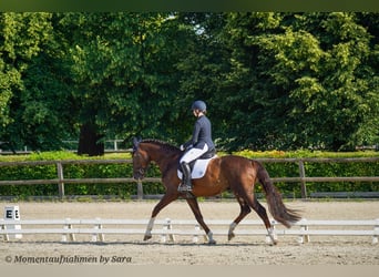 Caballo de deporte alemán, Caballo castrado, 4 años, 174 cm, Alazán-tostado