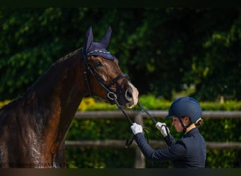 Caballo de deporte alemán, Caballo castrado, 4 años, 174 cm, Alazán-tostado