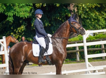 Caballo de deporte alemán, Caballo castrado, 4 años, 174 cm, Alazán-tostado