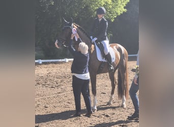 Caballo de deporte alemán, Caballo castrado, 4 años, 174 cm, Alazán-tostado