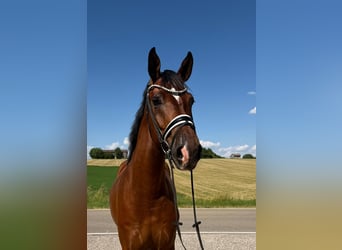 Caballo de deporte alemán, Caballo castrado, 4 años, 174 cm, Castaño