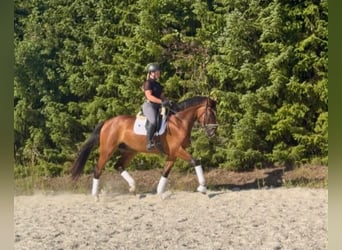 Caballo de deporte alemán, Caballo castrado, 4 años, 174 cm, Castaño