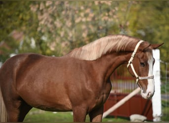 Caballo de deporte alemán, Caballo castrado, 4 años, 174 cm, Castaño claro