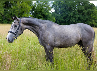 Caballo de deporte alemán, Caballo castrado, 4 años, 174 cm, Tordo