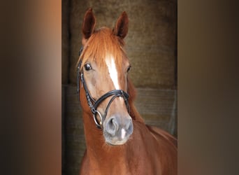 Caballo de deporte alemán, Caballo castrado, 4 años, 175 cm, Alazán