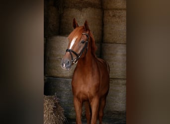 Caballo de deporte alemán, Caballo castrado, 4 años, 175 cm, Alazán