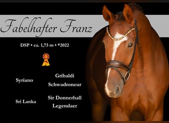 Caballo de deporte alemán, Caballo castrado, 4 años, 175 cm, Alazán-tostado