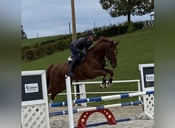 Caballo de deporte alemán, Caballo castrado, 4 años, 175 cm, Alazán-tostado