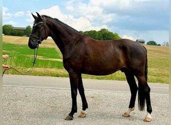 Caballo de deporte alemán, Caballo castrado, 4 años, 175 cm, Negro