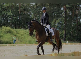 Caballo de deporte alemán, Caballo castrado, 4 años, 177 cm, Castaño