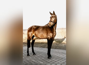 Caballo de deporte alemán, Caballo castrado, 4 años, 178 cm