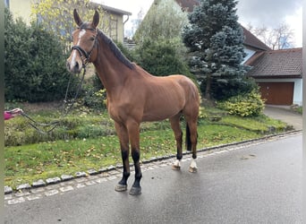 Caballo de deporte alemán, Caballo castrado, 4 años, 179 cm, Castaño
