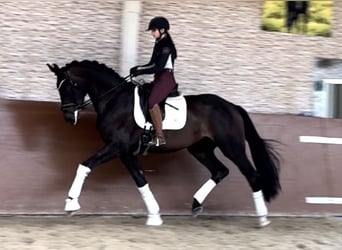 Caballo de deporte alemán, Caballo castrado, 4 años, 180 cm, Castaño