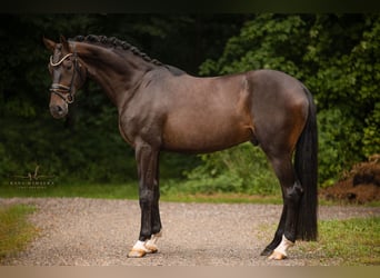 Caballo de deporte alemán, Caballo castrado, 4 años, 180 cm, Castaño