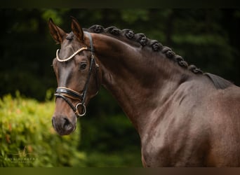 Caballo de deporte alemán, Caballo castrado, 4 años, 180 cm, Castaño