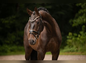 Caballo de deporte alemán, Caballo castrado, 4 años, 180 cm, Castaño