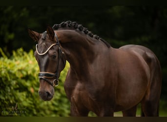 Caballo de deporte alemán, Caballo castrado, 4 años, 180 cm, Castaño