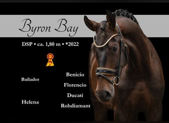 Caballo de deporte alemán, Caballo castrado, 4 años, 180 cm, Castaño