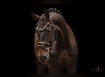 Caballo de deporte alemán, Caballo castrado, 4 años, 180 cm, Castaño