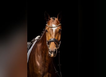 Caballo de deporte alemán, Caballo castrado, 4 años, 180 cm, Castaño oscuro