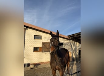 Caballo de deporte alemán, Caballo castrado, 4 años, 180 cm, Castaño oscuro