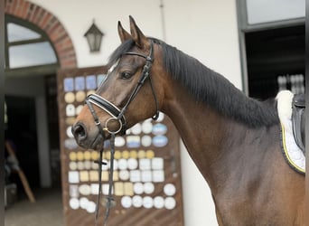 Caballo de deporte alemán, Caballo castrado, 4 años, Castaño