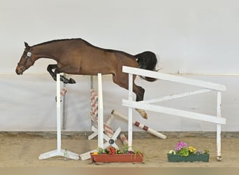 Caballo de deporte alemán, Caballo castrado, 4 años, Castaño