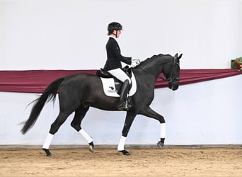 Caballo de deporte alemán, Caballo castrado, 4 años, Negro