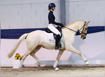 Caballo de deporte alemán, Caballo castrado, 5 años, 158 cm, Palomino
