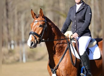 Caballo de deporte alemán, Caballo castrado, 5 años, 160 cm, Castaño