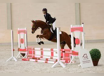 Caballo de deporte alemán, Caballo castrado, 5 años, 160 cm, Castaño