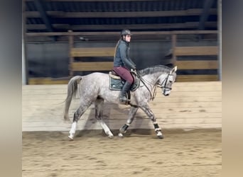 Caballo de deporte alemán, Caballo castrado, 5 años, 160 cm, Tordo rodado