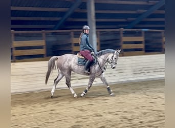 Caballo de deporte alemán, Caballo castrado, 5 años, 160 cm, Tordo rodado