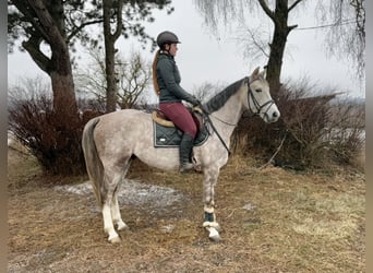 Caballo de deporte alemán, Caballo castrado, 5 años, 160 cm, Tordo rodado