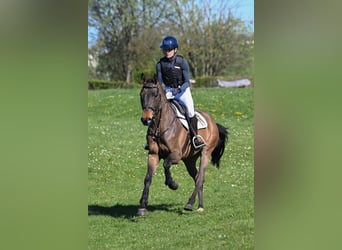 Caballo de deporte alemán, Caballo castrado, 5 años, 162 cm, Castaño