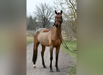 Caballo de deporte alemán, Caballo castrado, 5 años, 162 cm, Castaño