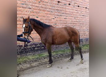 Caballo de deporte alemán, Caballo castrado, 5 años, 162 cm, Castaño