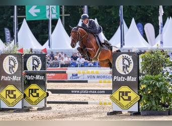 Caballo de deporte alemán, Caballo castrado, 5 años, 162 cm, Castaño