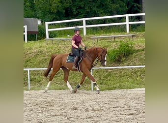 Caballo de deporte alemán, Caballo castrado, 5 años, 163 cm, Alazán