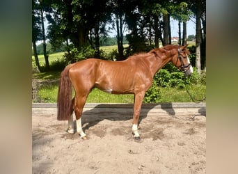 Caballo de deporte alemán, Caballo castrado, 5 años, 163 cm, Alazán